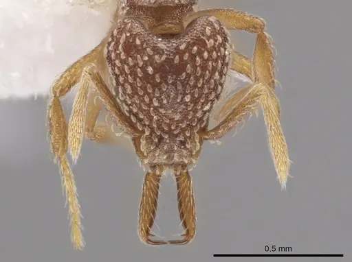 Strumigenys louisianae specimen CASENT0648376 image casent0648376_2