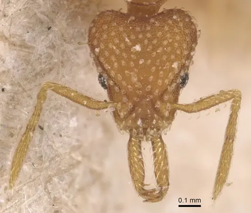 Strumigenys louisianae specimen CASENT0904935 image casent0904935_2