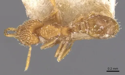 Strumigenys louisianae specimen CASENT0904939 image casent0904939_1