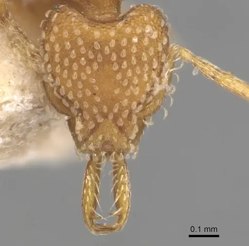 Strumigenys louisianae specimen CASENT0904939 image casent0904939_2