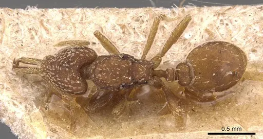 Strumigenys louisianae specimen CASENT0905785 image casent0905785_1