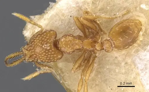 Strumigenys louisianae specimen CASENT0909323 image casent0909323_1