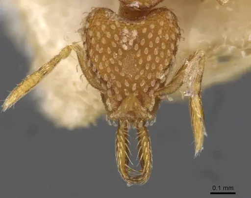 Strumigenys louisianae specimen CASENT0909323 image casent0909323_2