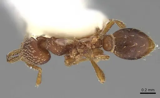 Strumigenys louisianae specimen CASENT0914505 image casent0914505_1