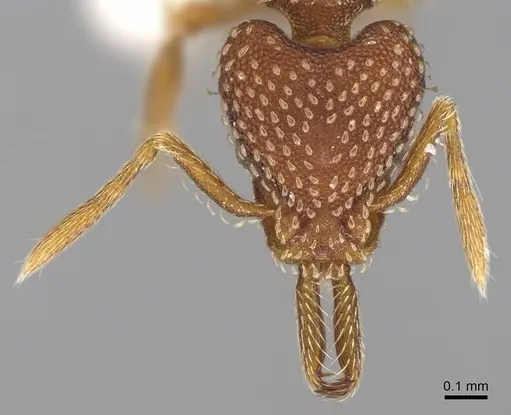 Strumigenys louisianae specimen CASENT0914505 image casent0914505_2