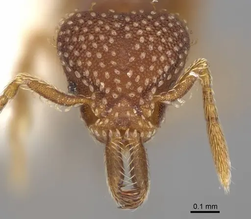 Strumigenys louisianae specimen CASENT0914505 image casent0914505_3
