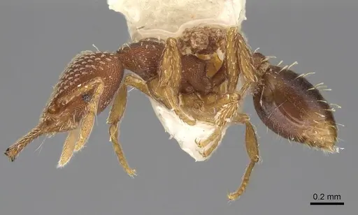 Strumigenys louisianae specimen CASENT0914505 image casent0914505_4