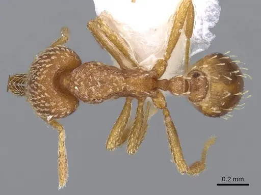 Strumigenys louisianae specimen CASENT0914742 image casent0914742_1