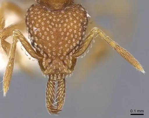 Strumigenys louisianae specimen CASENT0914742 image casent0914742_2