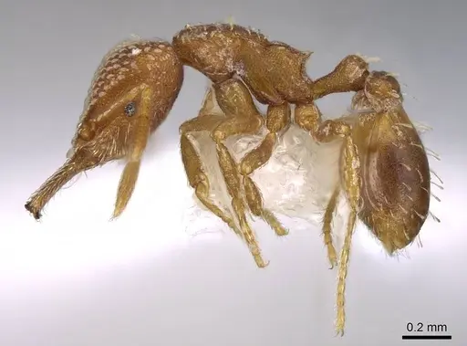 Strumigenys louisianae specimen CASENT0914742 image casent0914742_3
