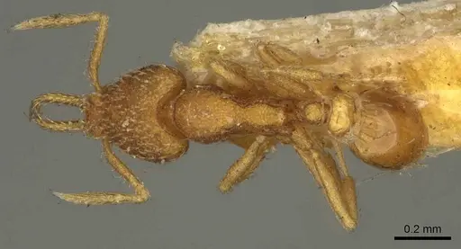 Strumigenys louisianae specimen CASENT0915694 image casent0915694_1
