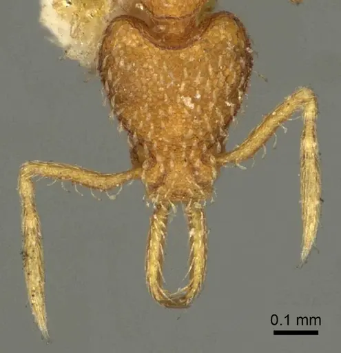 Strumigenys louisianae specimen CASENT0915694 image casent0915694_2