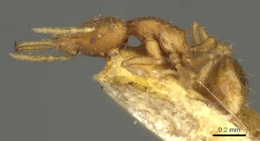 Strumigenys louisianae specimen CASENT0915694 image casent0915694_3