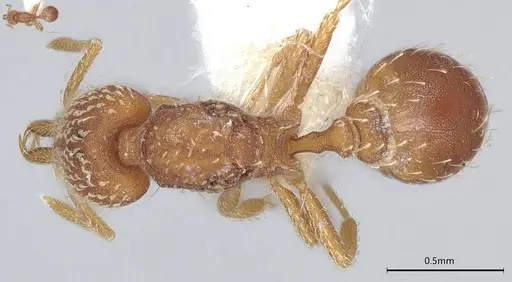 Strumigenys louisianae specimen CASENT4036206 image casent4036206_1
