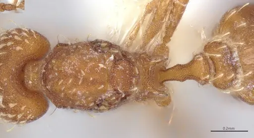 Strumigenys louisianae specimen CASENT4036206 image casent4036206_2