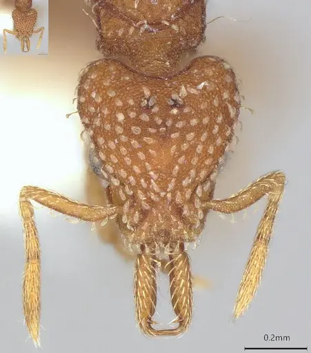 Strumigenys louisianae specimen CASENT4036206 image casent4036206_3