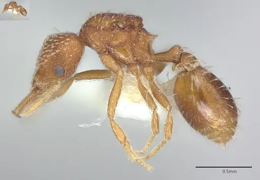Strumigenys louisianae specimen CASENT4036206 image casent4036206_4