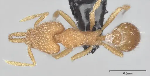 Strumigenys louisianae specimen CASENT4036209 image casent4036209_1