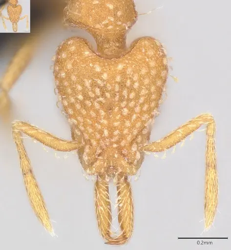 Strumigenys louisianae specimen CASENT4036209 image casent4036209_2