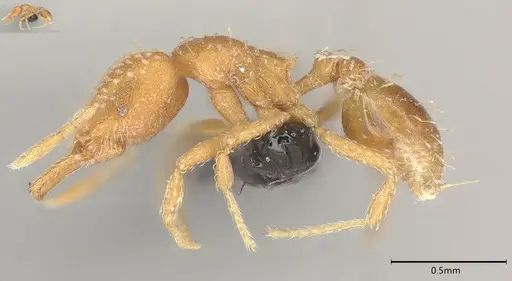 Strumigenys louisianae specimen CASENT4036209 image casent4036209_3