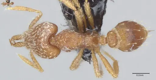 Strumigenys louisianae specimen CASENT4036210 image casent4036210_1