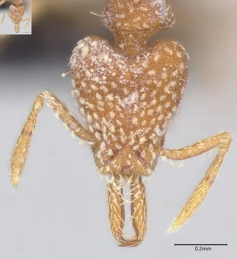 Strumigenys louisianae specimen CASENT4036210 image casent4036210_3