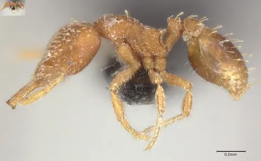 Strumigenys louisianae specimen CASENT4036210 image casent4036210_4