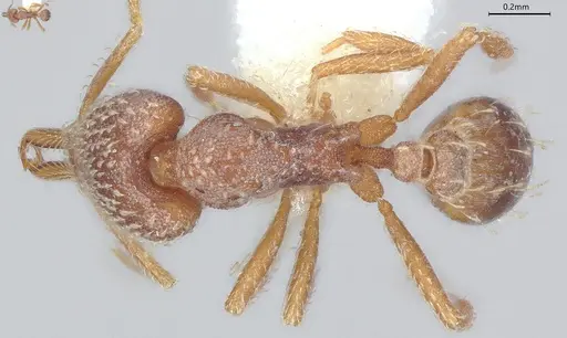 Strumigenys louisianae specimen CASENT4036211 image casent4036211_1