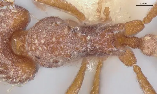 Strumigenys louisianae specimen CASENT4036211 image casent4036211_2