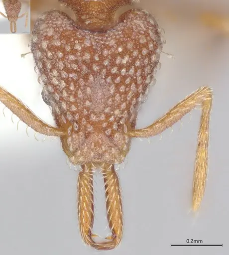 Strumigenys louisianae specimen CASENT4036211 image casent4036211_3