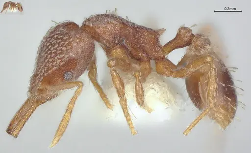 Strumigenys louisianae specimen CASENT4036211 image casent4036211_4