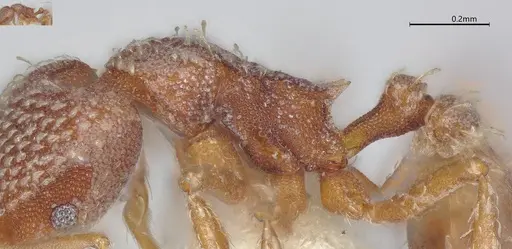Strumigenys louisianae specimen CASENT4036211 image casent4036211_5
