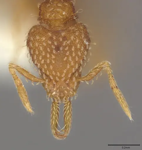 Strumigenys louisianae specimen CASENT4036212 image casent4036212_1