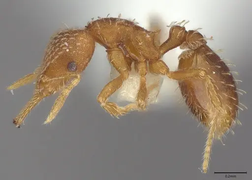 Strumigenys louisianae specimen CASENT4036212 image casent4036212_2