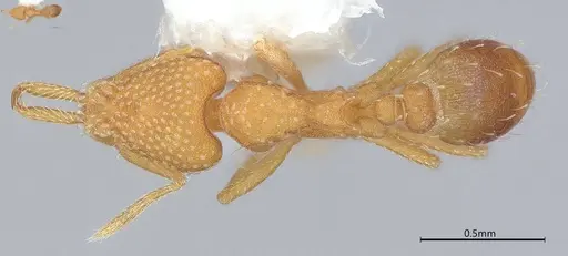 Strumigenys louisianae specimen CASENT4036213 image casent4036213_1