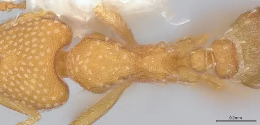 Strumigenys louisianae specimen CASENT4036213 image casent4036213_2