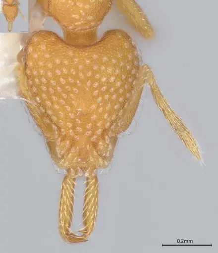 Strumigenys louisianae specimen CASENT4036213 image casent4036213_3