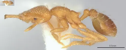 Strumigenys louisianae specimen CASENT4036213 image casent4036213_4