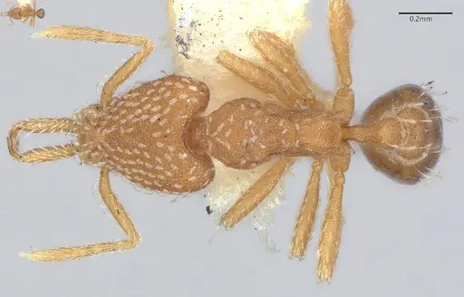 Strumigenys louisianae specimen CASENT4036214 image casent4036214_1