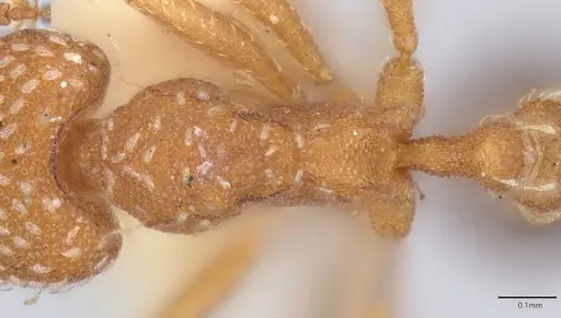 Strumigenys louisianae specimen CASENT4036214 image casent4036214_2