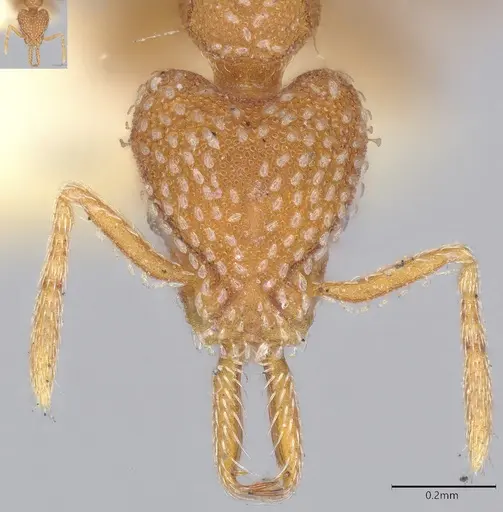 Strumigenys louisianae specimen CASENT4036214 image casent4036214_3