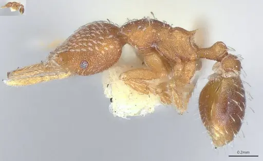 Strumigenys louisianae specimen CASENT4036214 image casent4036214_4