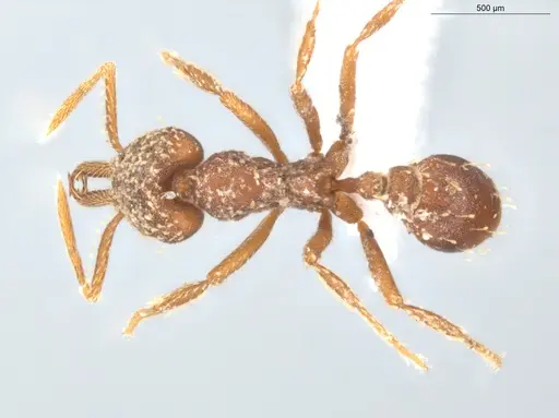 Strumigenys louisianae specimen ECOFOG-CGR20-0078-19 image ecofog-cgr20-0078-19_1
