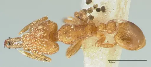 Strumigenys louisianae specimen FOCOL2163 image focol2163_1