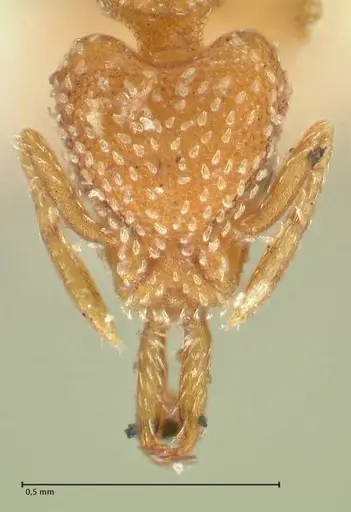 Strumigenys louisianae specimen FOCOL2163 image focol2163_2