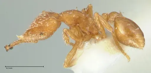 Strumigenys louisianae specimen FOCOL2163 image focol2163_3