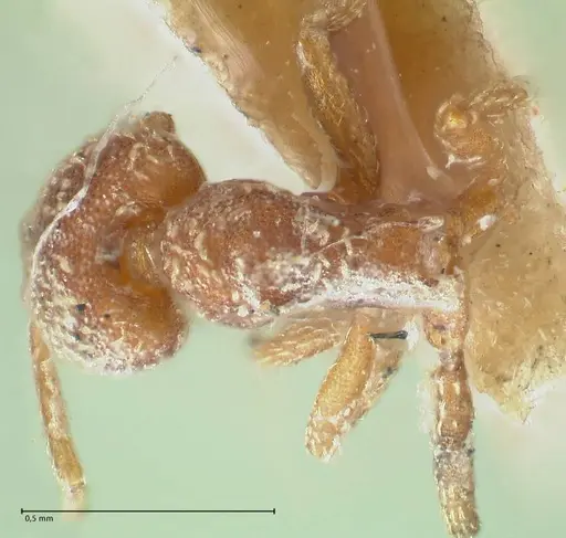 Strumigenys louisianae specimen FOCOL2164 image focol2164_1