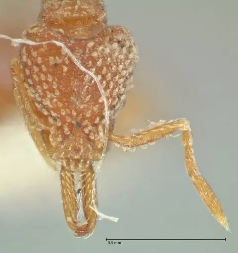 Strumigenys louisianae specimen FOCOL2164 image focol2164_2