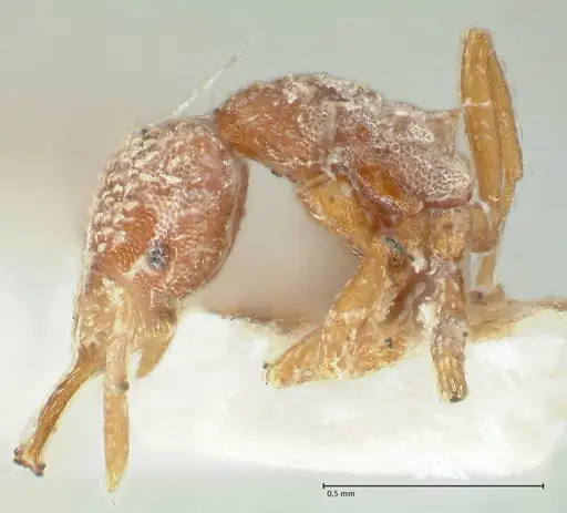 Strumigenys louisianae specimen FOCOL2164 image focol2164_3