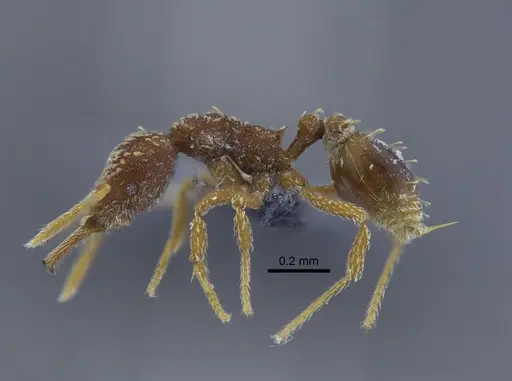 Strumigenys louisianae specimen IAVH-E-264030 image iavh-e-264030_1